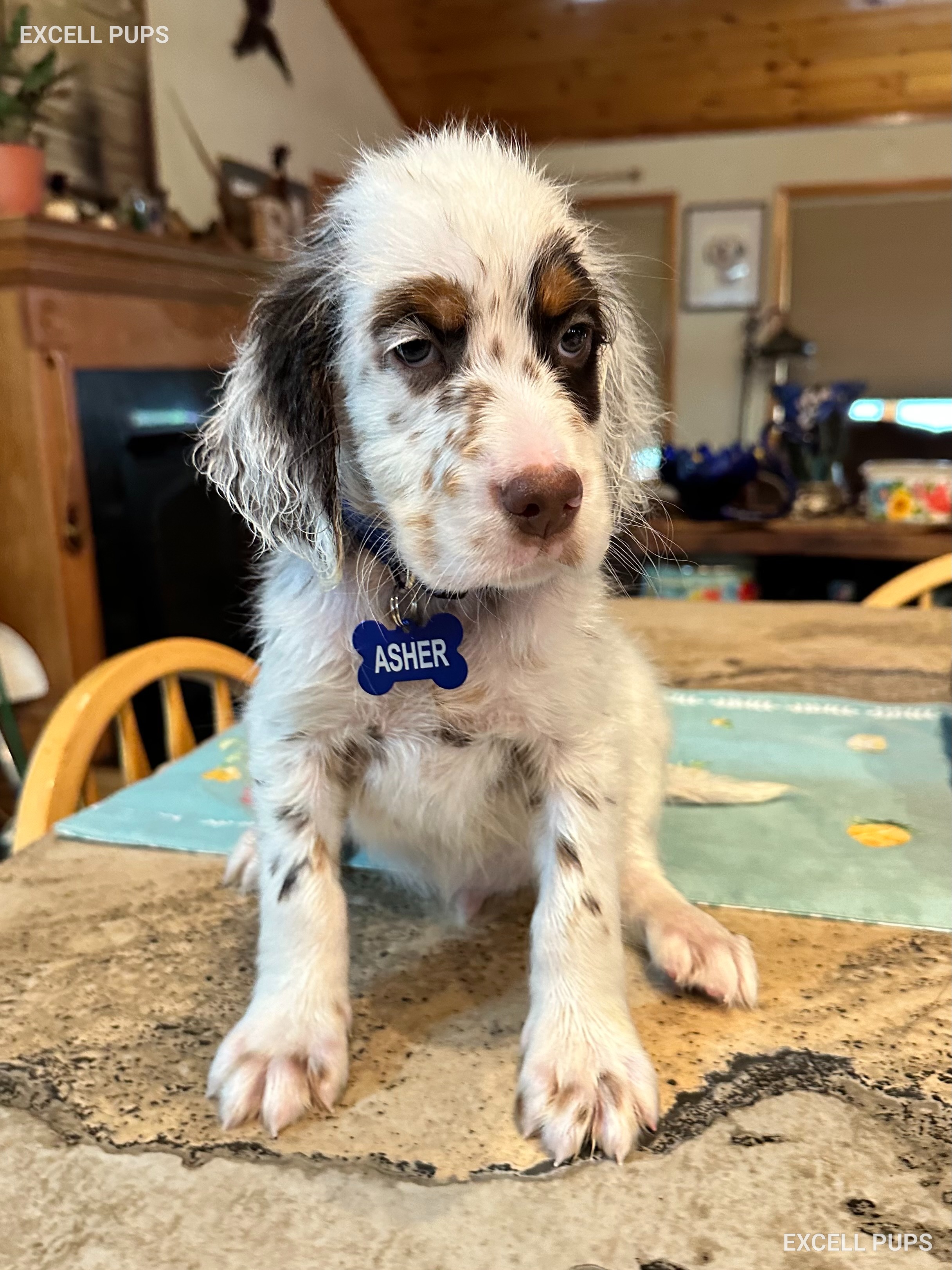 Asher  - English Setter puppy